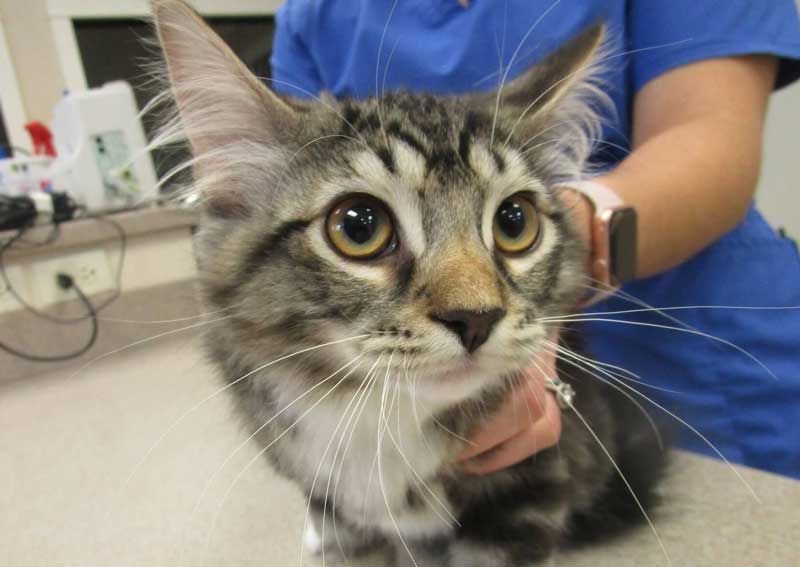 Carousel Slide 5: Cat veterinarians